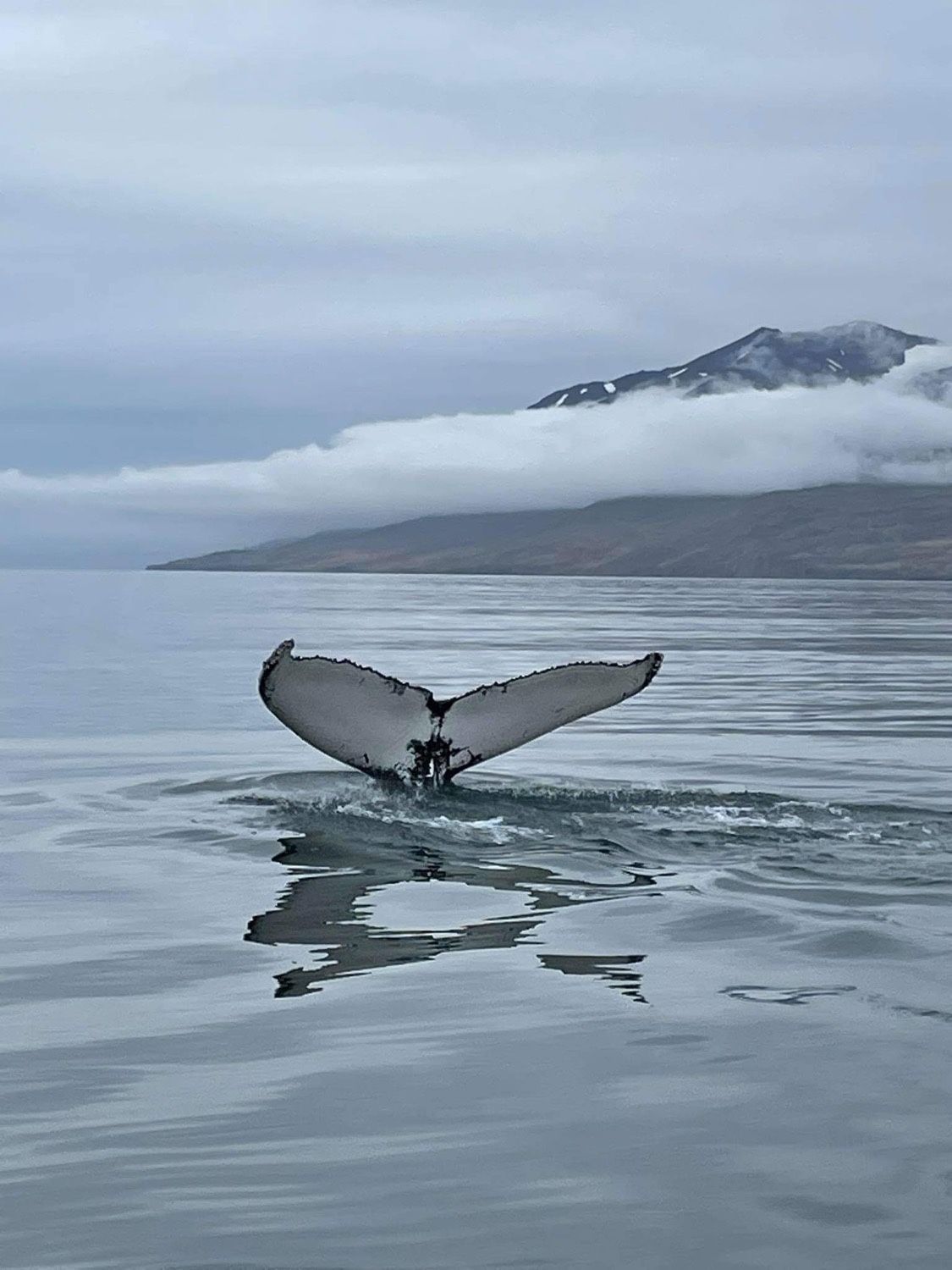 The humback Whale fluke in and Icelandic fjord.